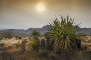 Desert Mountain with Yucca Plants